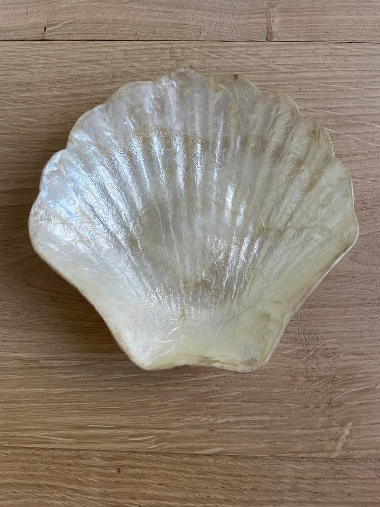 Sint Jacobs schelp schaaltje uit Capiz schelp., Ophalen of Verzenden, Schelp(en)