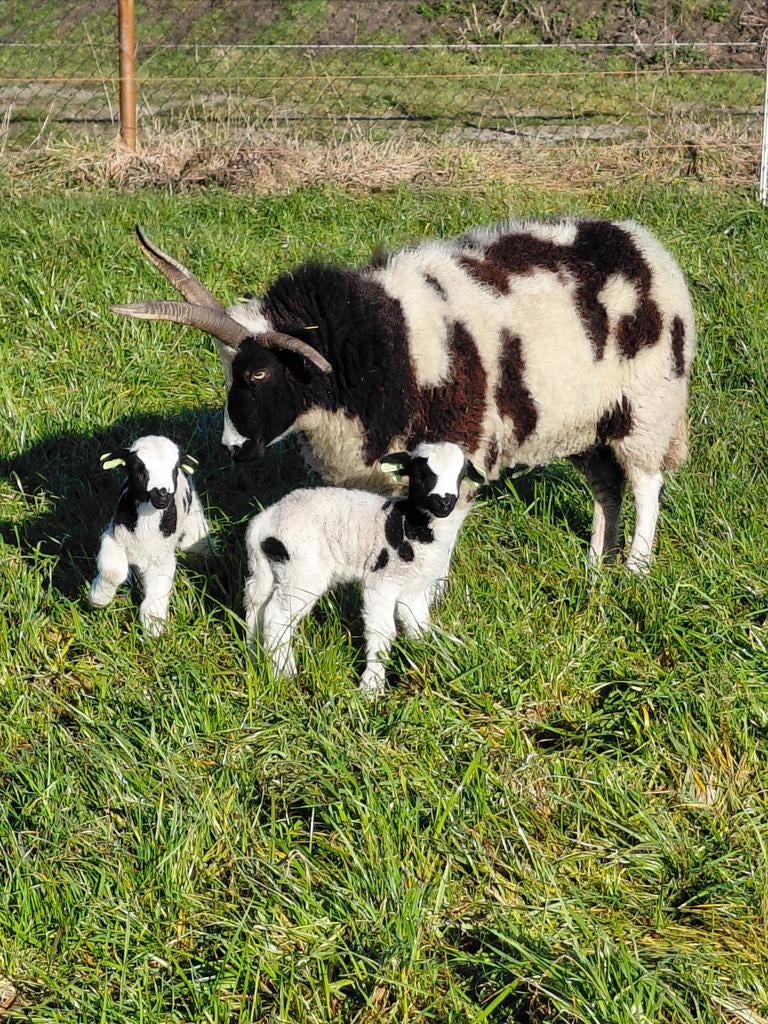 Reserveer tijdig stamboek Jacobschaap ooi en ramlammeren, Meerdere dieren, Schaap