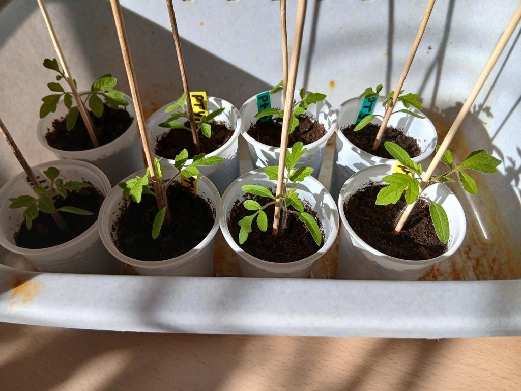 Biologische Yellow Pear Peertomaat Plantjes - Zelf Gekweekt, Tuin en Terras, Planten | Tuinplanten, Ophalen, Volle zon, Groenteplanten