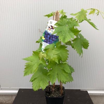 Onbespoten fruitbomen en fruitstruiken uit onze kwekerij, Ophalen of Verzenden, 100 tot 250 cm, In pot, Overige soorten