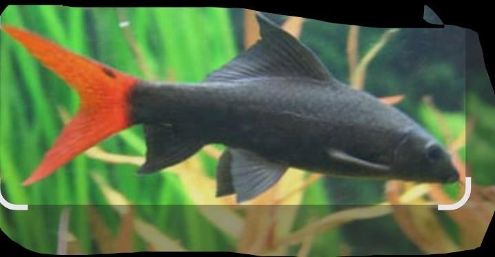 Vuurstaart labeo, Dieren en Toebehoren, Vissen | Aquariumvissen, Vis