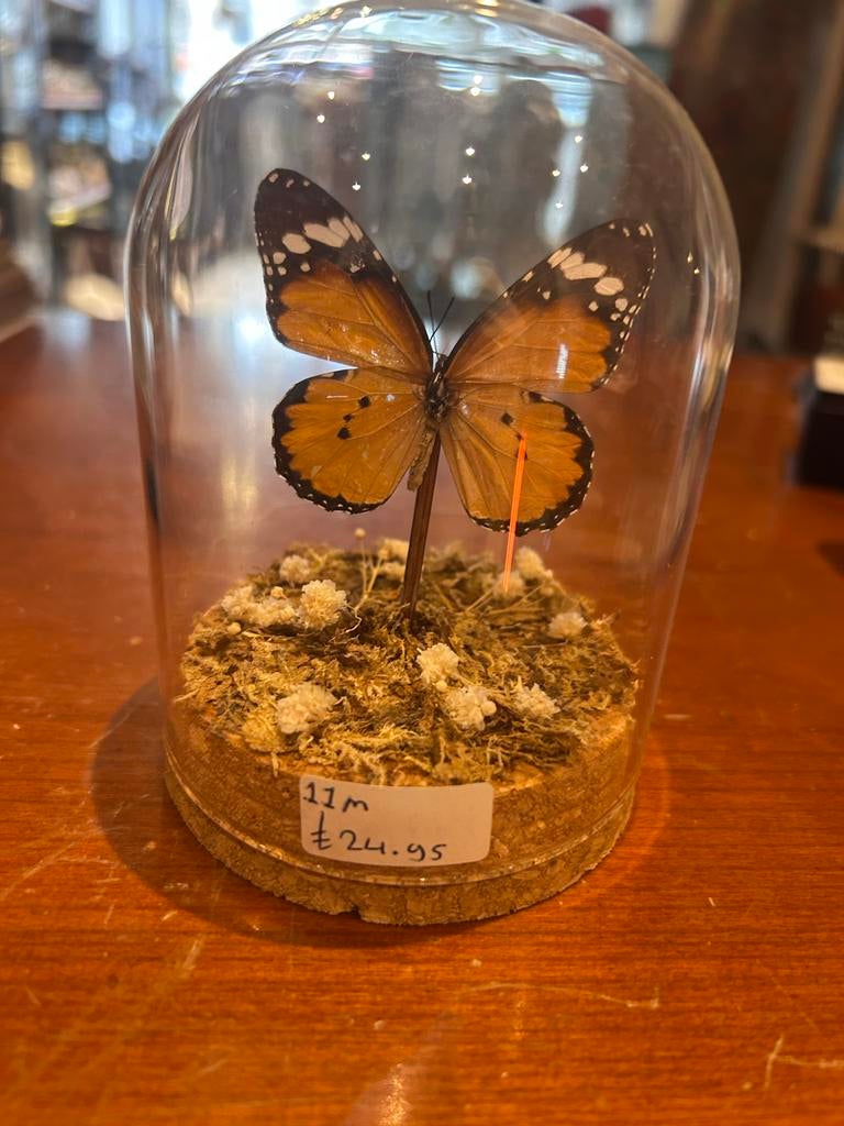 Vlinder in stolp, Huis en Inrichting, Ophalen of Verzenden, Zo goed als nieuw, X, X