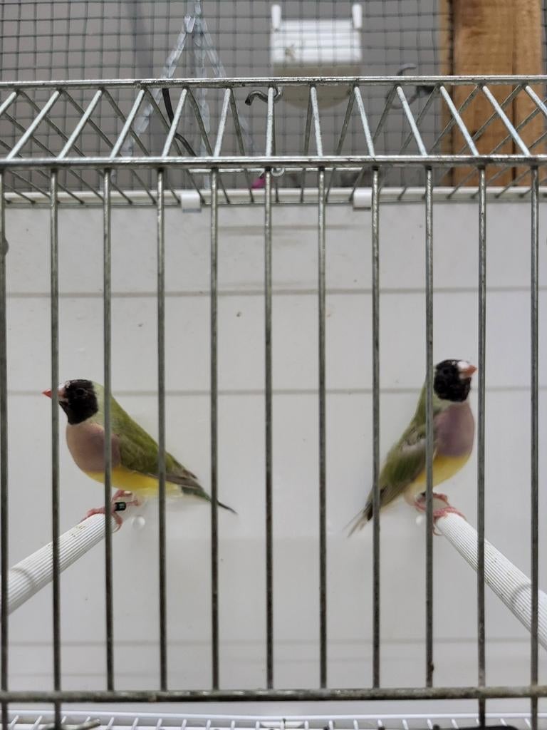 Gouldamadines cinnemon split v blauw, Vrouwelijk