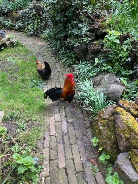 Chabo haantje, Dieren en Toebehoren, Mannelijk, Kip
