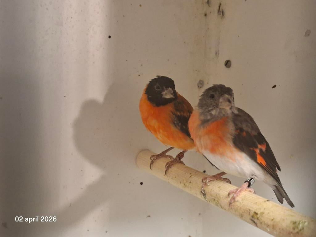 te koop een mooie koppel kapoetsensijs en een  LOSSE POP, Meerdere dieren