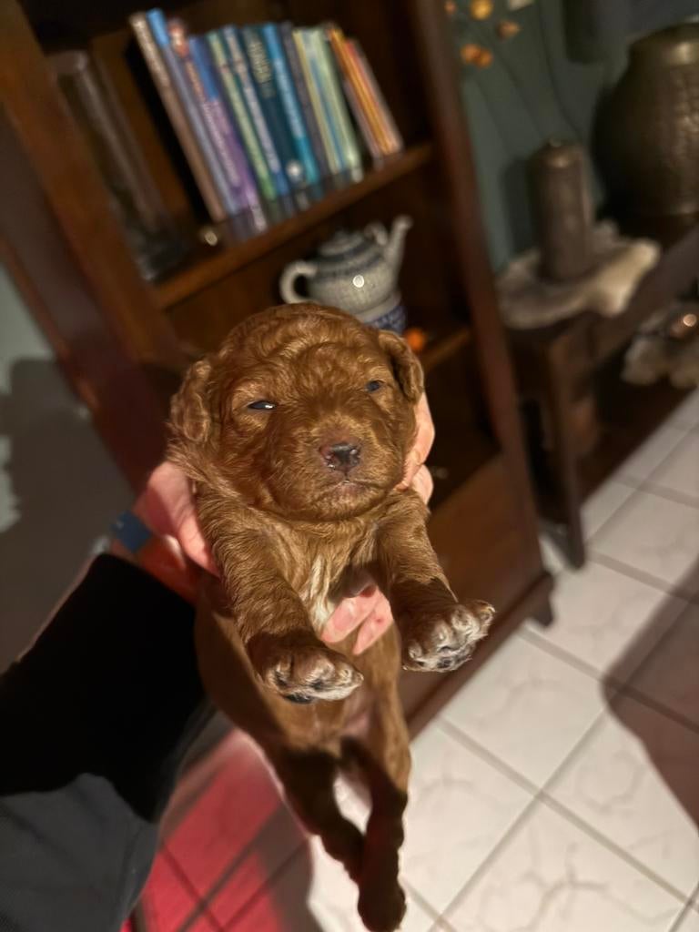 Rode toy poedel x dwerg poedel pups, Poedel, Parvo, Reu, 8 tot 15 weken