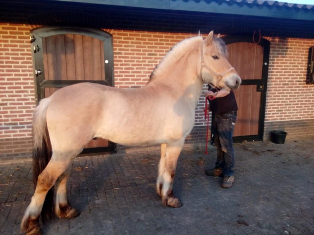 fjorden paarden, Dieren en Toebehoren, Paarden, Meerdere dieren, Onbeleerd, Minder dan 160 cm, 3 tot 6 jaar, Recreatiepaard, Met stamboom