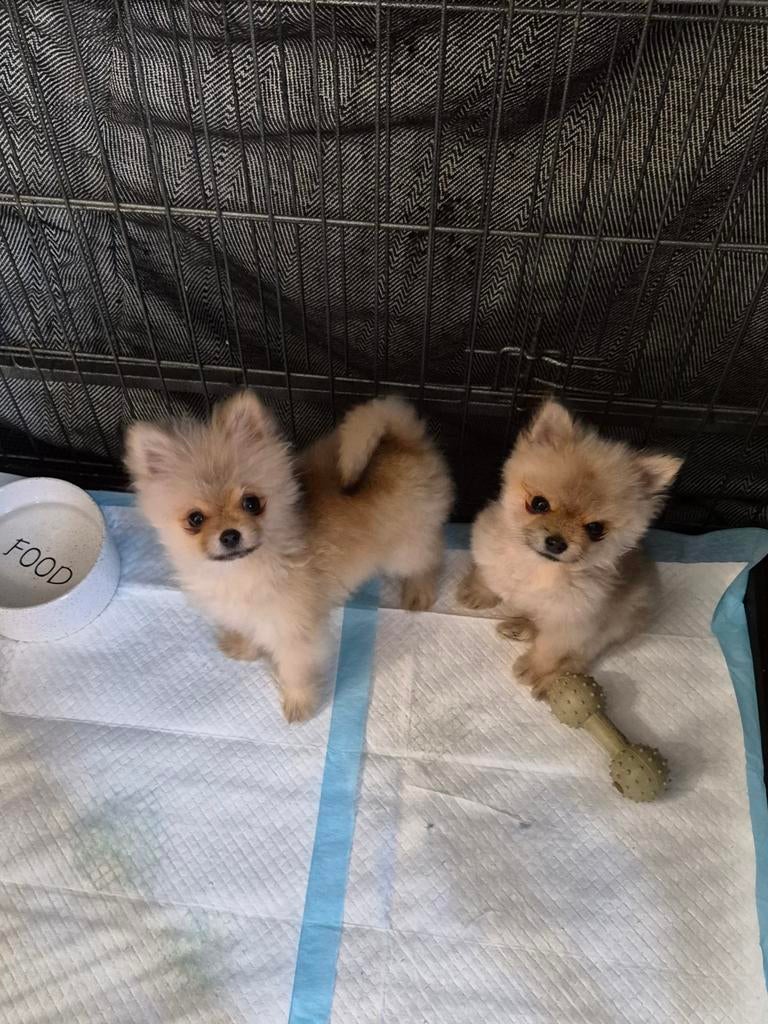 Pomeriaan mini 2 reutjes foto10 mama foto11papa, Dieren en Toebehoren, Parvo, Keeshond, Reu, 8 tot 15 weken