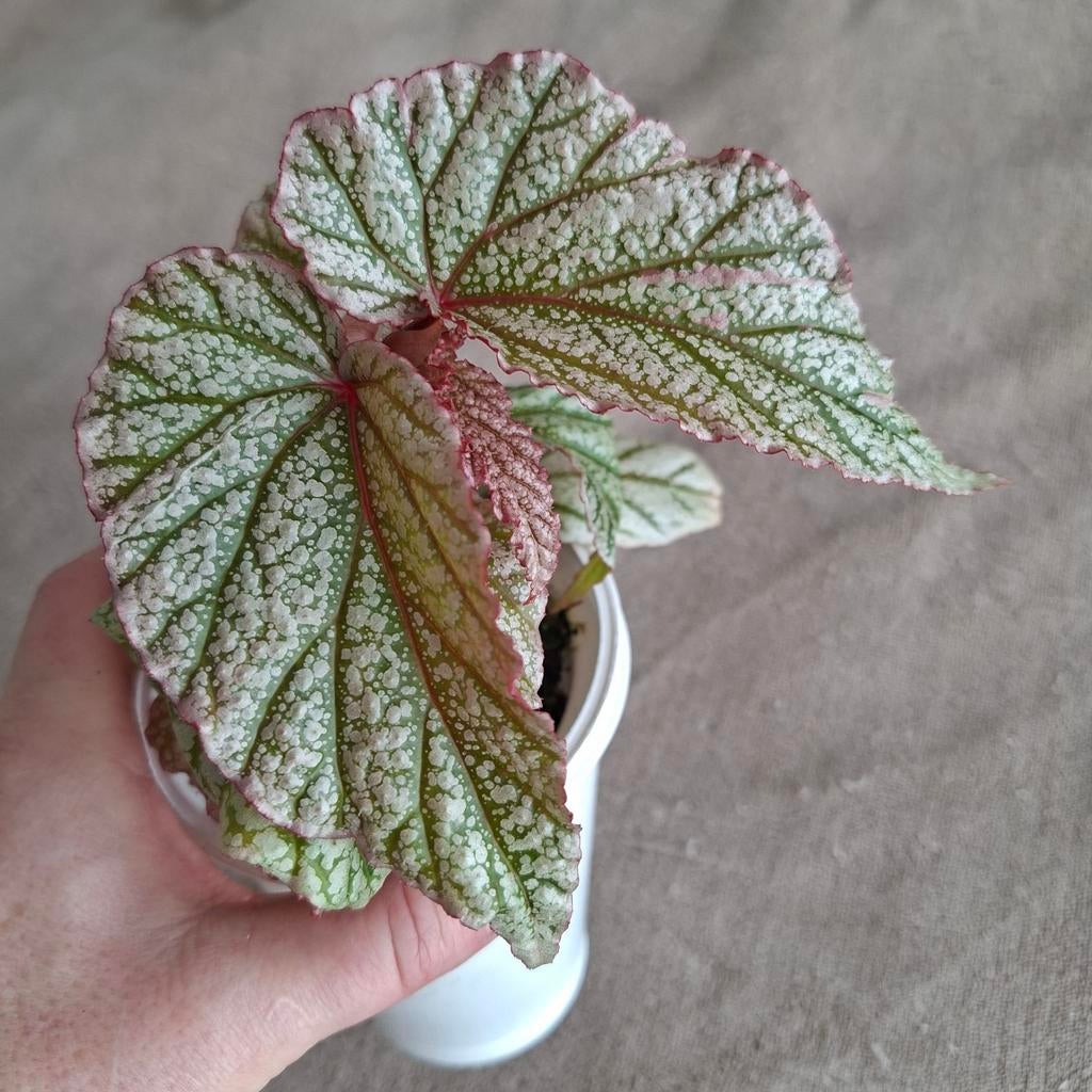 Begonia Don Miller dubbele plant, Ophalen of Verzenden, Halfschaduw, Minder dan 100 cm