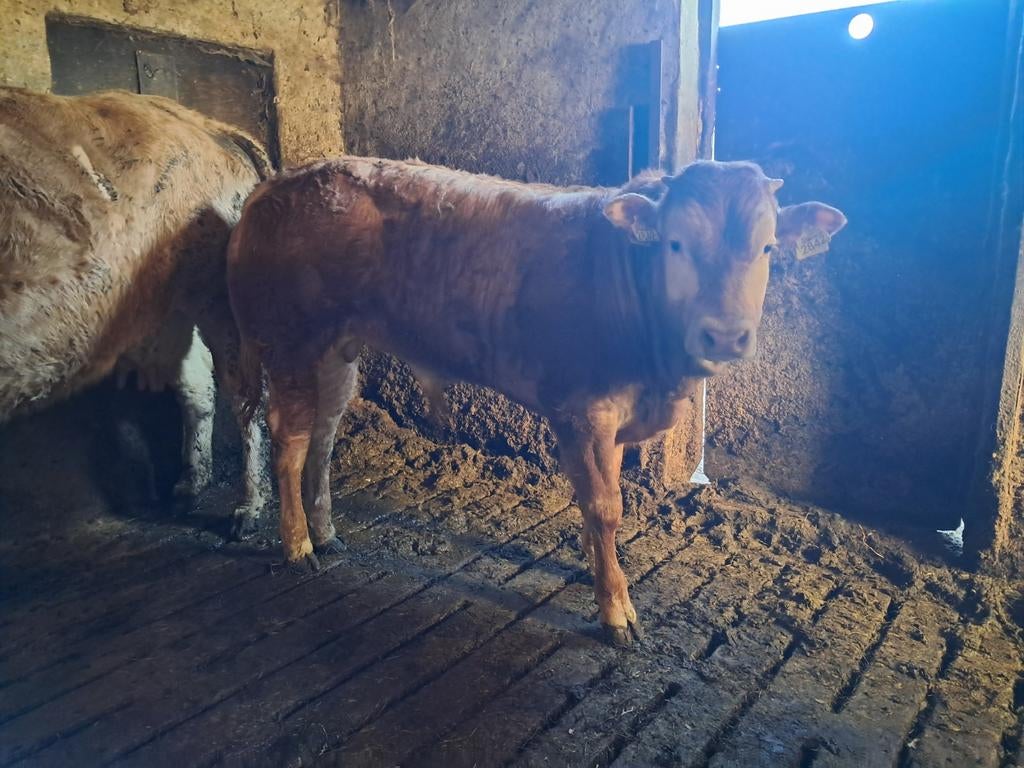 Blonde aquitaine stiertje, Dieren en Toebehoren, Vrouwelijk