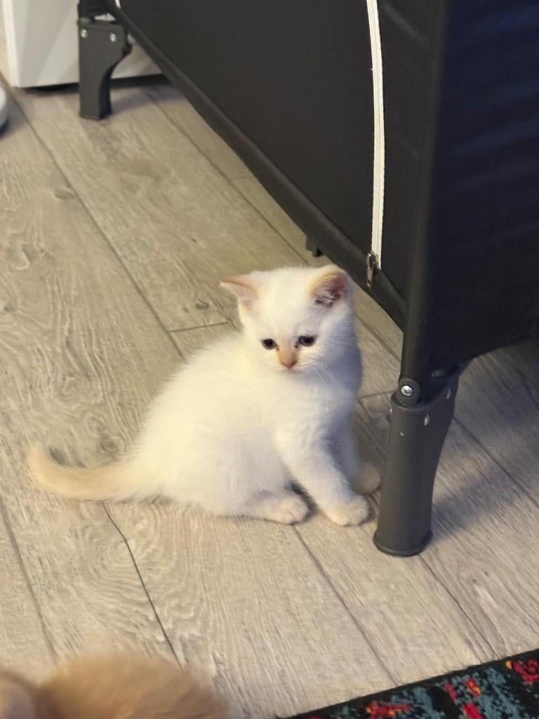 Britse korthaar katertje, Kater, Ontwormd, 0 tot 2 jaar