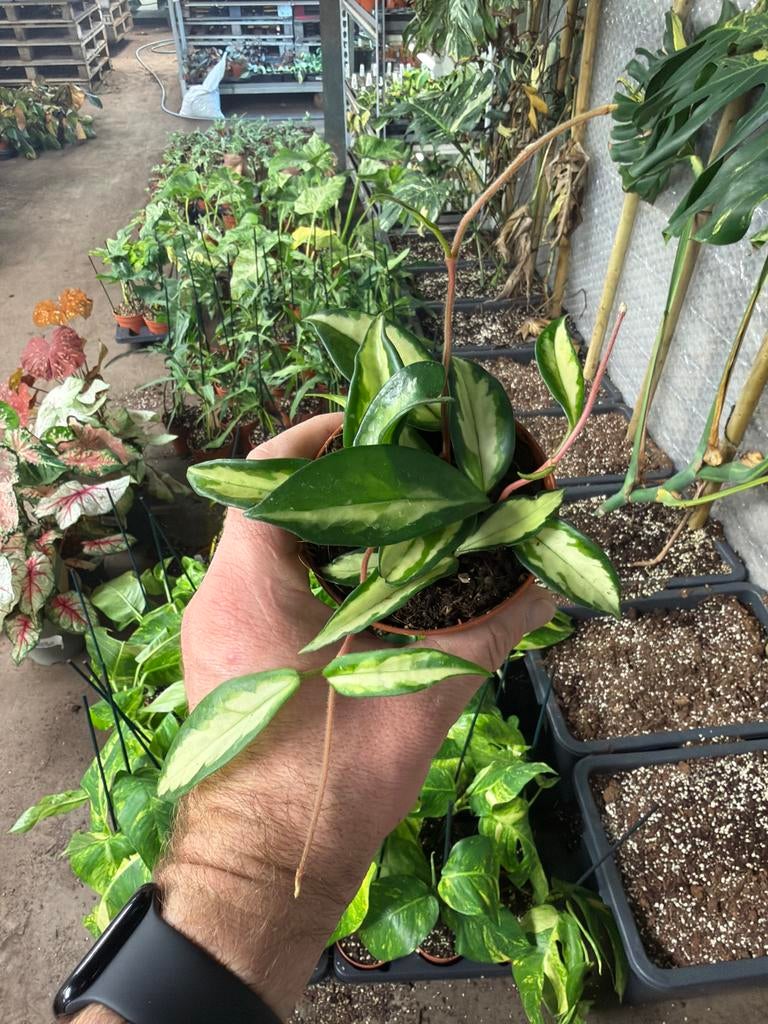 Hoya Carnosa Tricolor - 9cm pot - Prachtige wasbloem, Huis en Inrichting, Kamerplanten, Overige soorten, In pot, Minder dan 100 cm
