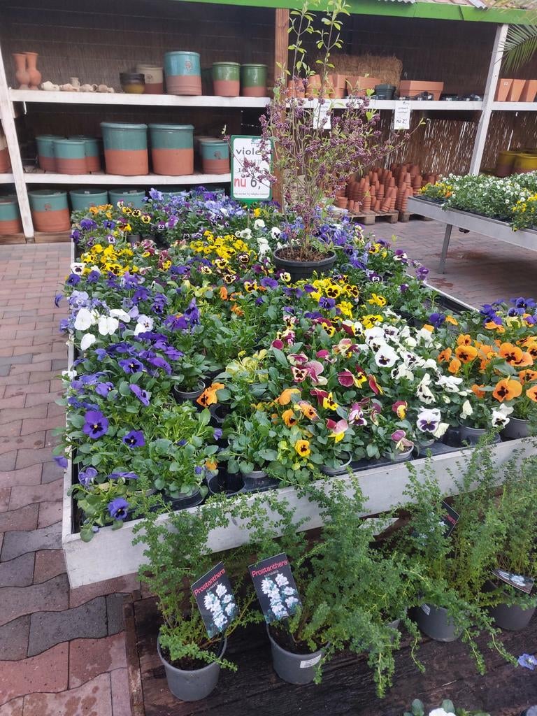 Violen groot en klein bloemige, Ophalen, Overige soorten, Volle zon
