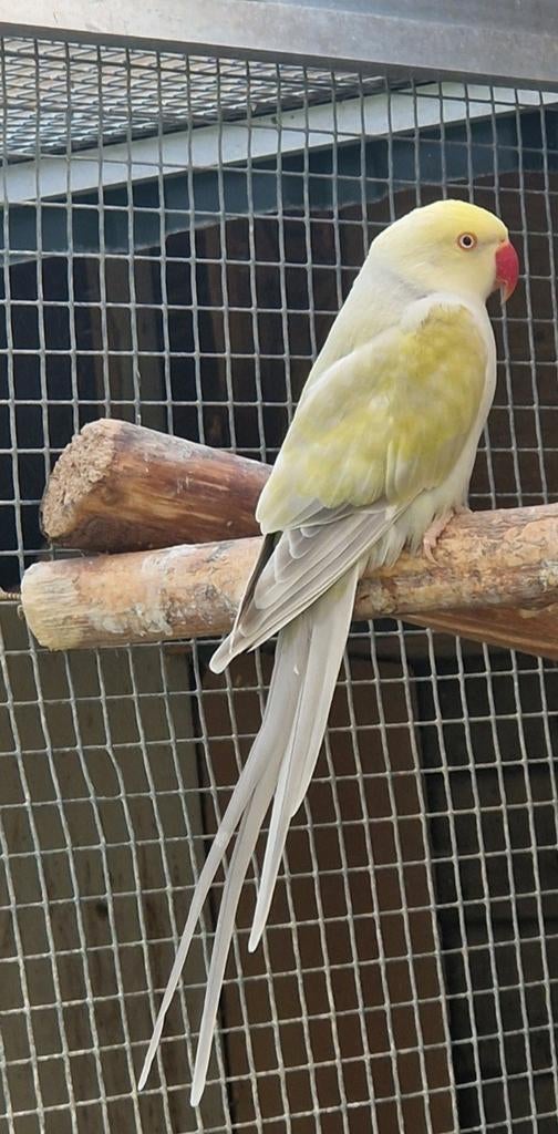 Te koop halsbandparkiet lacewing van 2024, Dieren en Toebehoren, Vogels | Parkieten en Papegaaien, Geslacht onbekend, Parkiet