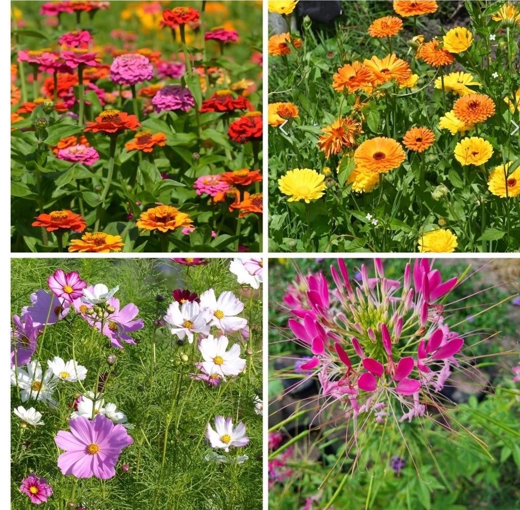 Zadenmix: Zinnia, Cosmea, Goudsbloem & Kattensnor, Ophalen of Verzenden, Volle zon
