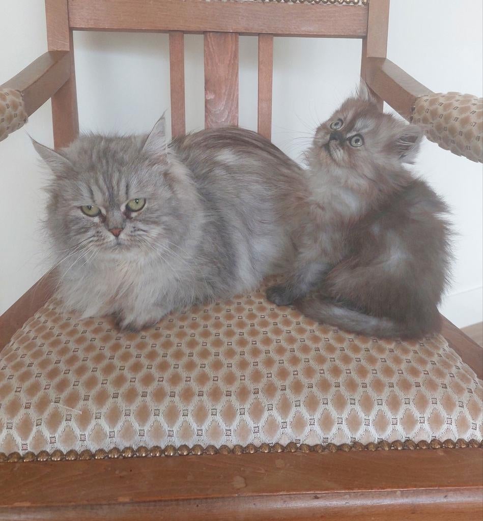 Perzische kitten, Dieren en Toebehoren, Kater, Ontwormd, 0 tot 2 jaar