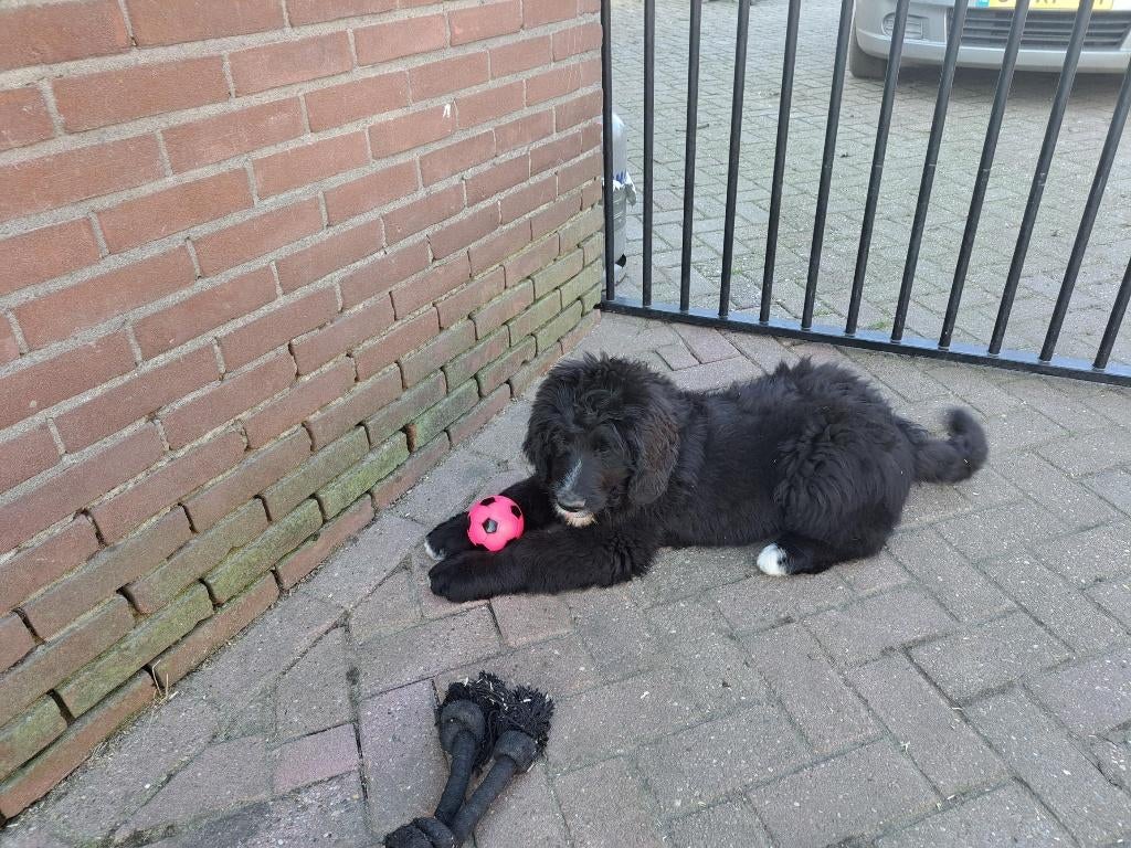 Bernedoodle pups, Overige rassen, Meerdere, Meerdere dieren, Nederland