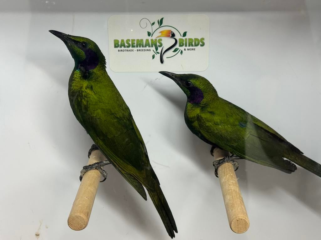 Emerald glansspreeuwen - Lamprotornis iris, Dieren en Toebehoren, Meerdere dieren, Geringd