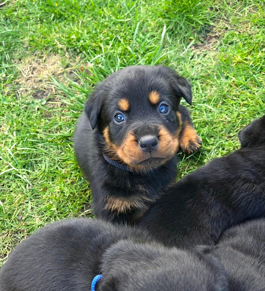 Rottweiler pups (nog 2 reutjes), 8 tot 15 weken, Parvo, Meerdere, Meerdere dieren
