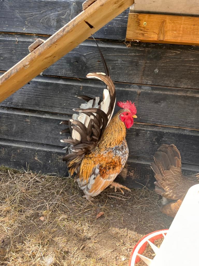 Haan, Dieren en Toebehoren, Pluimvee, Mannelijk, Kip