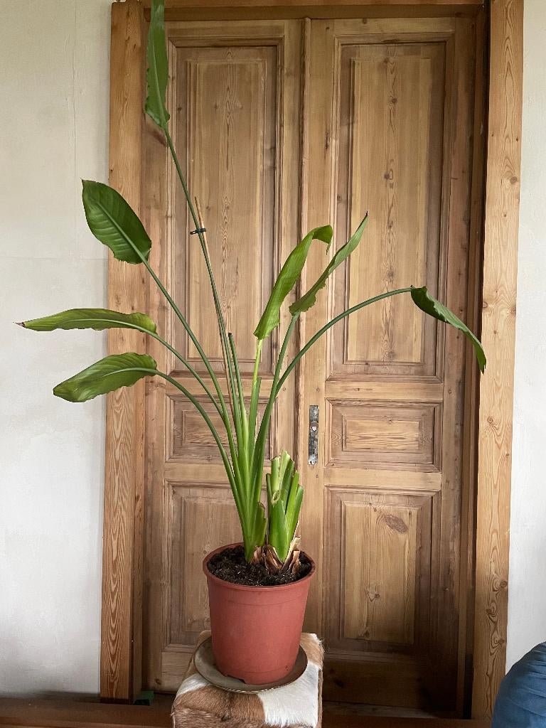 Strelitzia Nicolai, Huis en Inrichting, Kamerplanten, Ophalen, Overige soorten, 150 tot 200 cm, Volle zon
