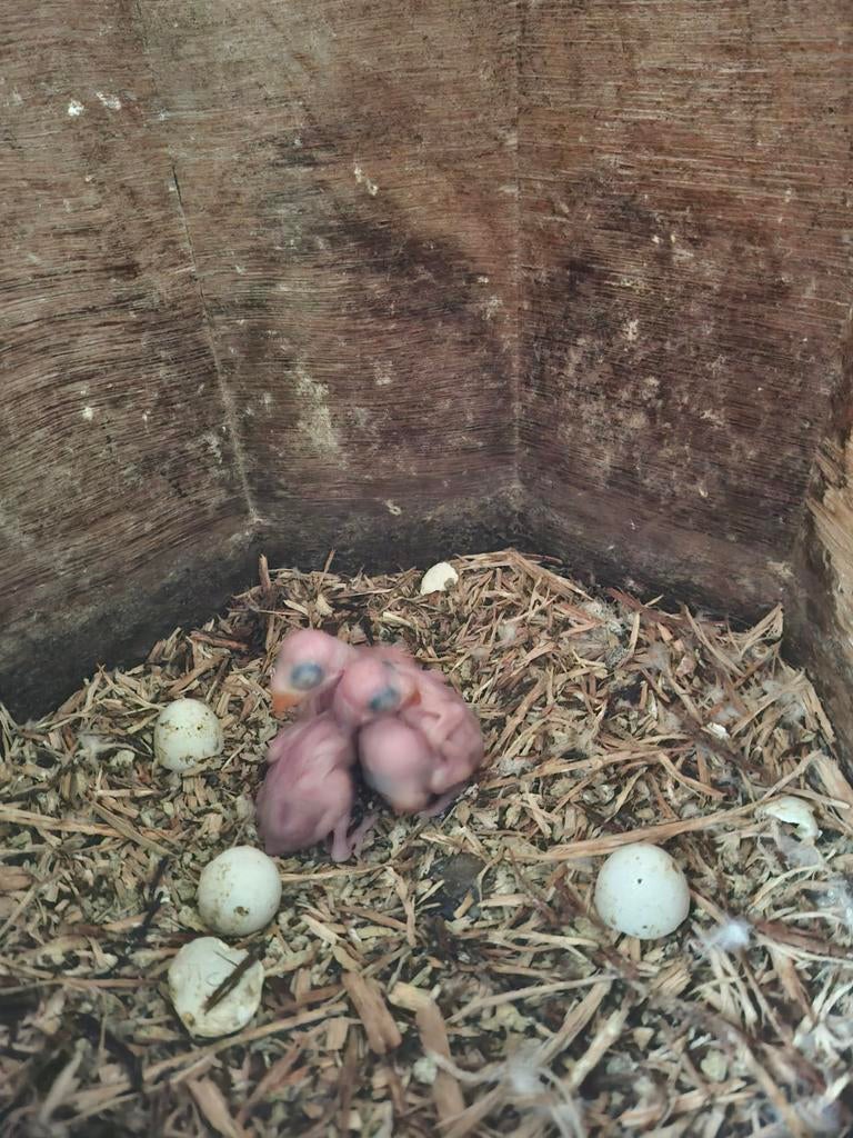 Baby's halsbandparkieten, Maart, Meerdere dieren