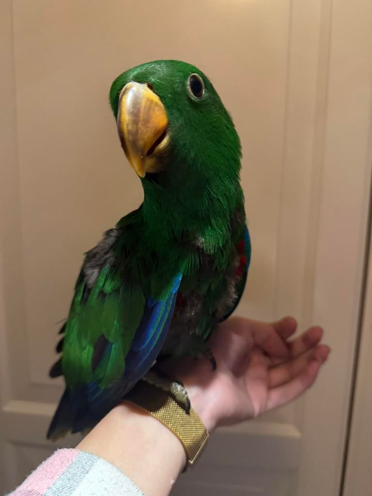 Jonge handtamme edelpapegaai man, Dieren en Toebehoren, Vogels | Parkieten en Papegaaien, Mannelijk, Papegaai, Geringd