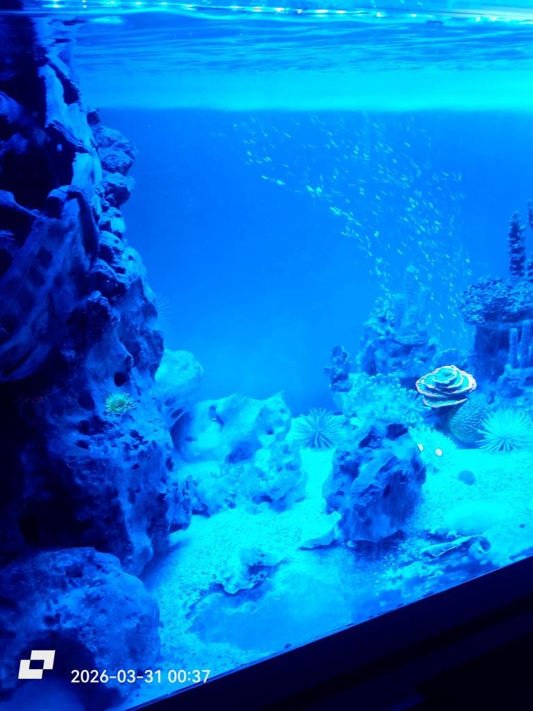 Uw droom aquarium in huis., Ophalen, Leeg aquarium