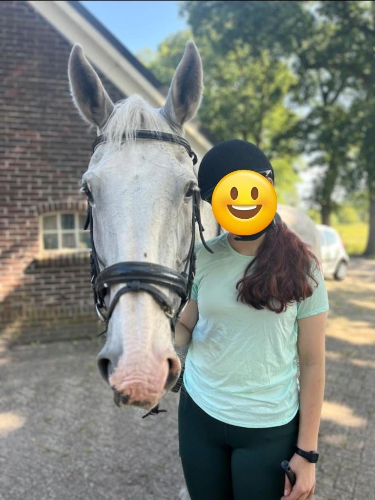 Bijrijder aangeboden/bijrijdpaard gezocht, Ophalen of Verzenden, Nieuw