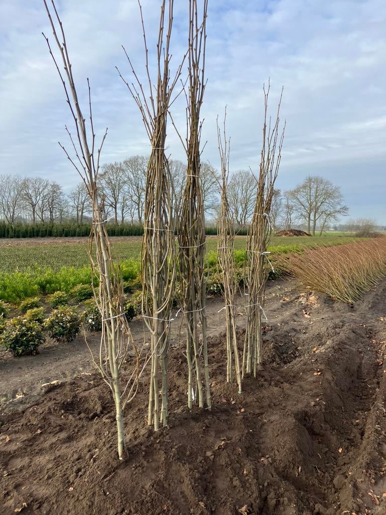 Plataan   Platanus hispanica, Ophalen, Volle zon, Overige soorten, 250 tot 400 cm
