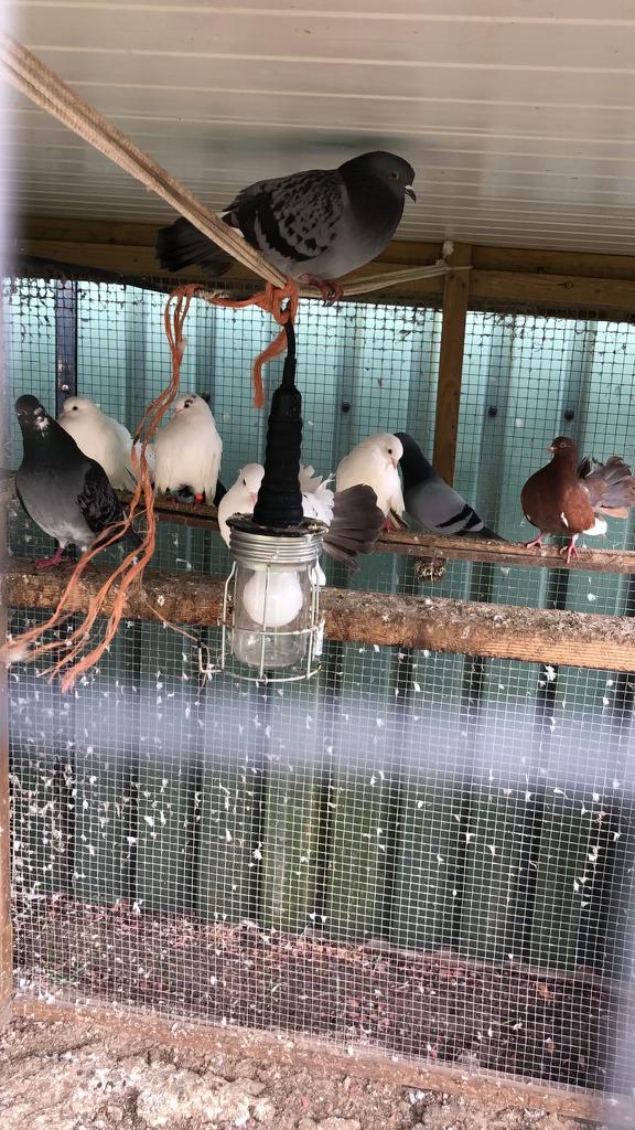 Mooie pauwstaart duiven, Meerdere dieren, Overige soorten