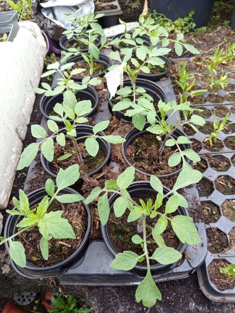 Tomaten planten in pot 1,25 euro per stuk, Ophalen of Verzenden, Eenjarig, Groenteplanten, Volle zon