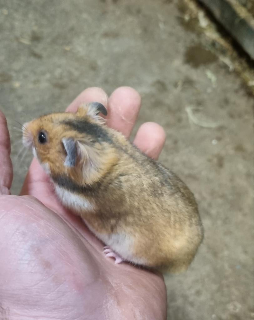 Syrische hamsters (goudhamsters) jong verschillende kleuren, Dieren en Toebehoren, Hamster, Januari, Meerdere dieren, Tam