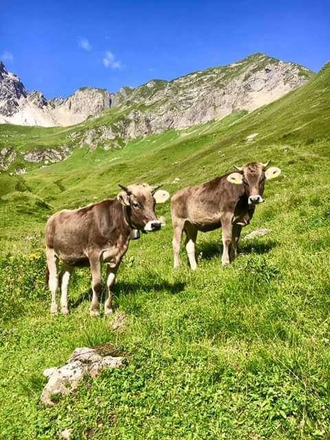 Gezocht D Cormick International Fendt werktuig Tractor MF 35, Meerdere dieren, Schaap, 3 tot 5 jaar