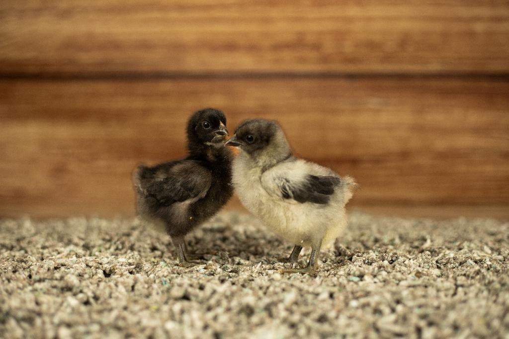 Orpington kriel kippenkuikens | Gesekst en Ingeënt, Vrouwelijk, Kip