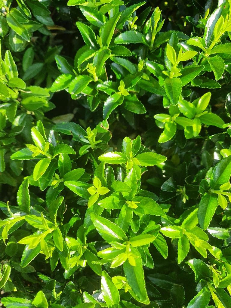 Buxusvervanger Kardinaalshoed Green Spire sterke haag, Tuin en Terras, Planten | Struiken en Hagen, Ophalen of Verzenden, Overige soorten