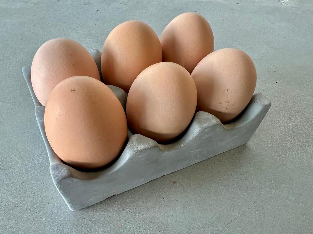 Broedeieren van de Amrock groot, Dieren en Toebehoren, Geslacht onbekend, Kip