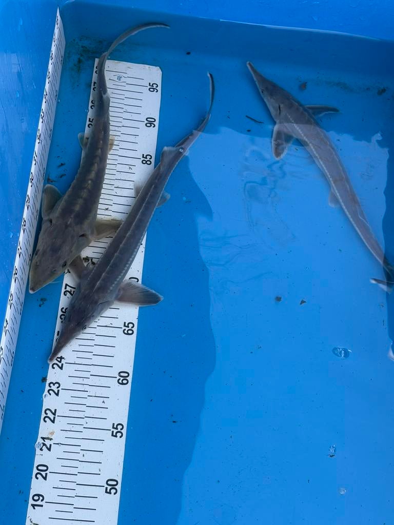 3 steur (50 euro), Steur