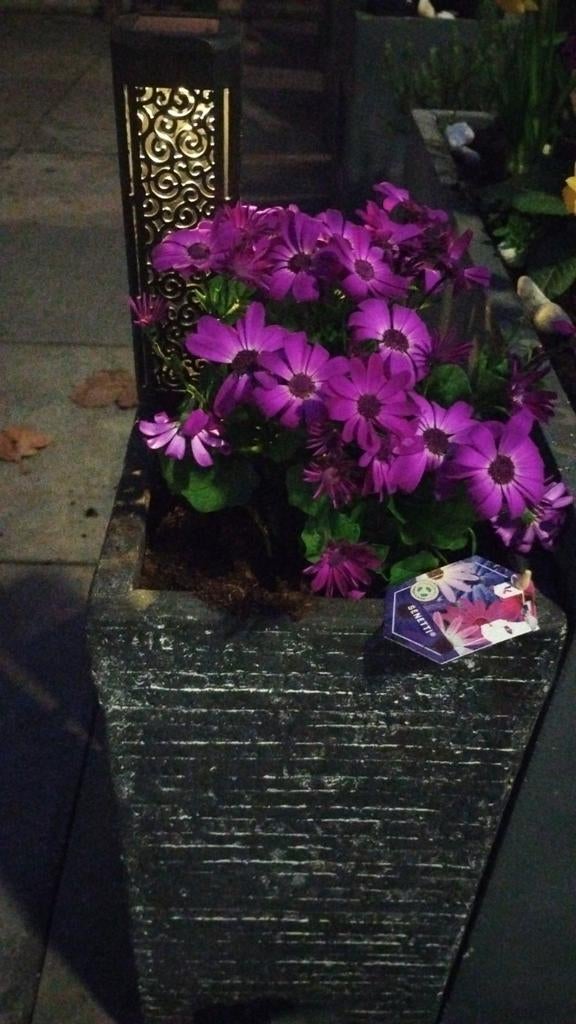 Gezocht: Moestuintje of Volkstuintje, Ophalen of Verzenden, Overige soorten, Volle zon