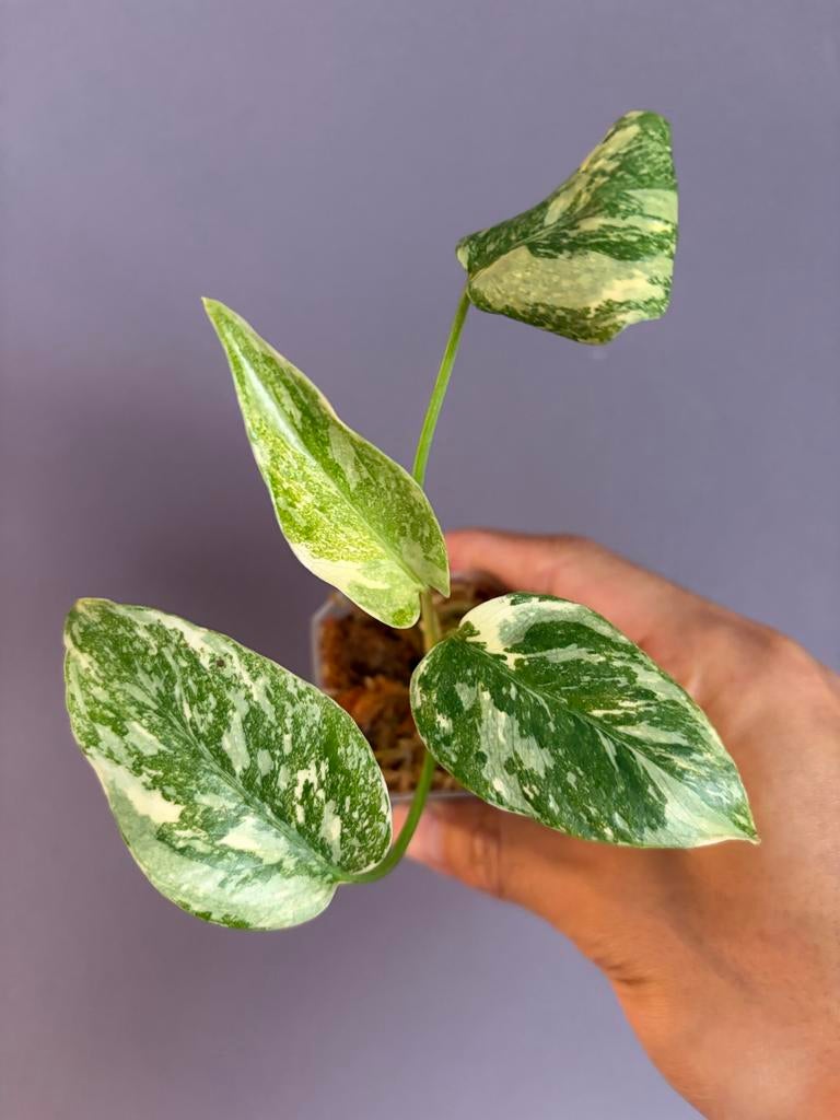 Monstera Thai Constellation (high variegata), Overige soorten, Vaste plant, Ophalen of Verzenden, Bloeit niet