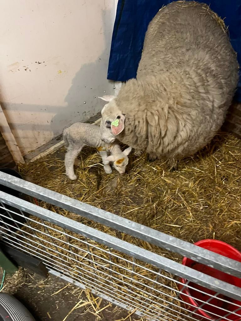 Te koop: ooi met ramlam, Dieren en Toebehoren, Schapen, Geiten en Varkens, Vrouwelijk, Schaap, 0 tot 2 jaar