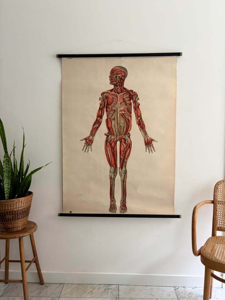 Originele anatomisch schoolplaat Deutsches Hygiene-Museum, Antiek en Kunst, Ophalen, Natuur en Biologie