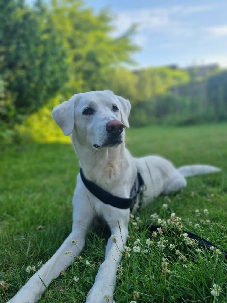Lieve mooie dame zoekt een gouden mandje, Dieren en Toebehoren, Honden | Niet-rashonden, Particulier, Buitenland, Teef, Parvo