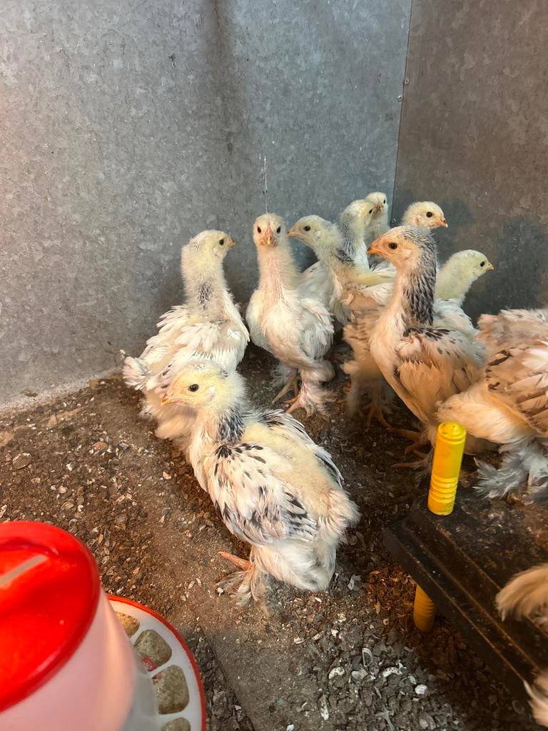 Kuikens Brahma Columbia zwart/wit 4 weken oud, Meerdere dieren, Kip