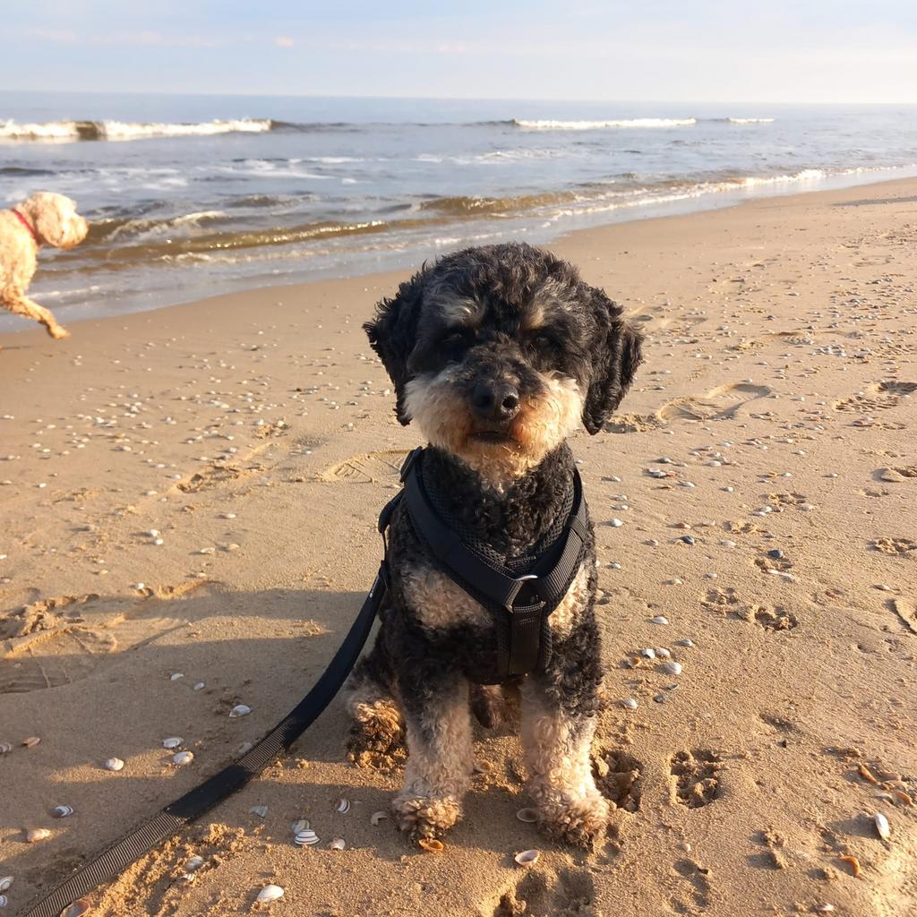 Oppas aangeboden voor kleine hond., Diensten en Vakmensen, Particuliere oppas