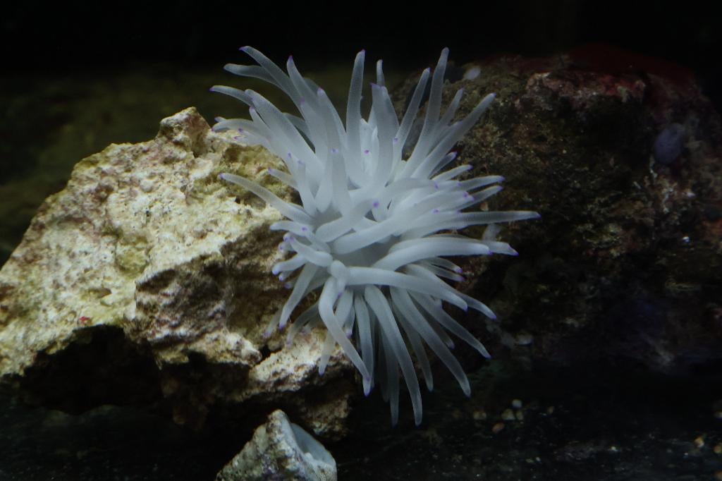 Pink Tip Anemoon – Condylactis gigantea, Dieren en Toebehoren, Vis, Zoutwatervis