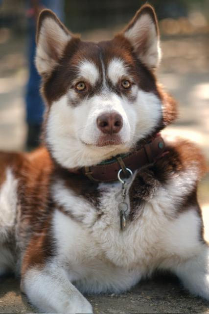 Gezocht! Alaskan Malamute Dekreu., Parvo, Teef, Eén hond, 3 tot 5 jaar