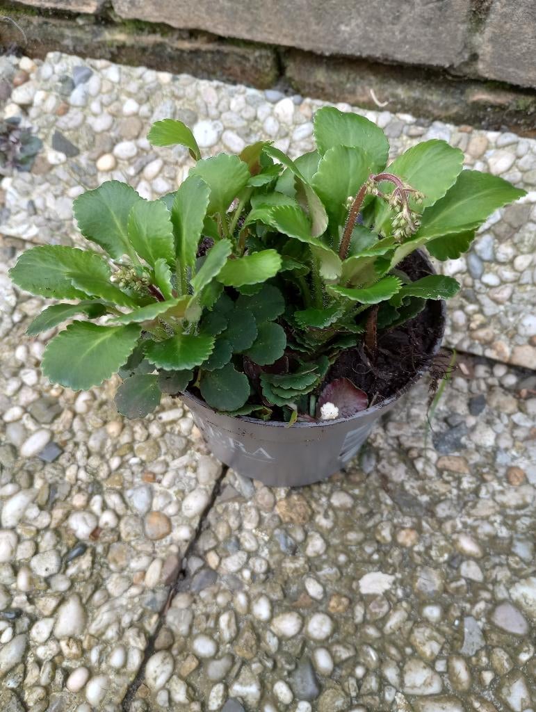 Saxi Fraga buitenplant, Tuin en Terras, Planten | Tuinplanten, Ophalen, Bodembedekkers, Vaste plant, Halfschaduw
