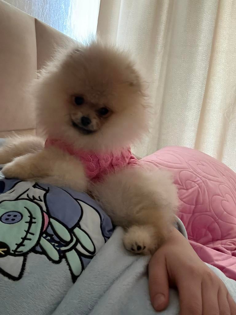 Pomeriaan teefje met stamboom, Dieren en Toebehoren, Honden | Poolhonden, Keeshonden en Oertypen, Meerdere dieren, Keeshond, Particulier