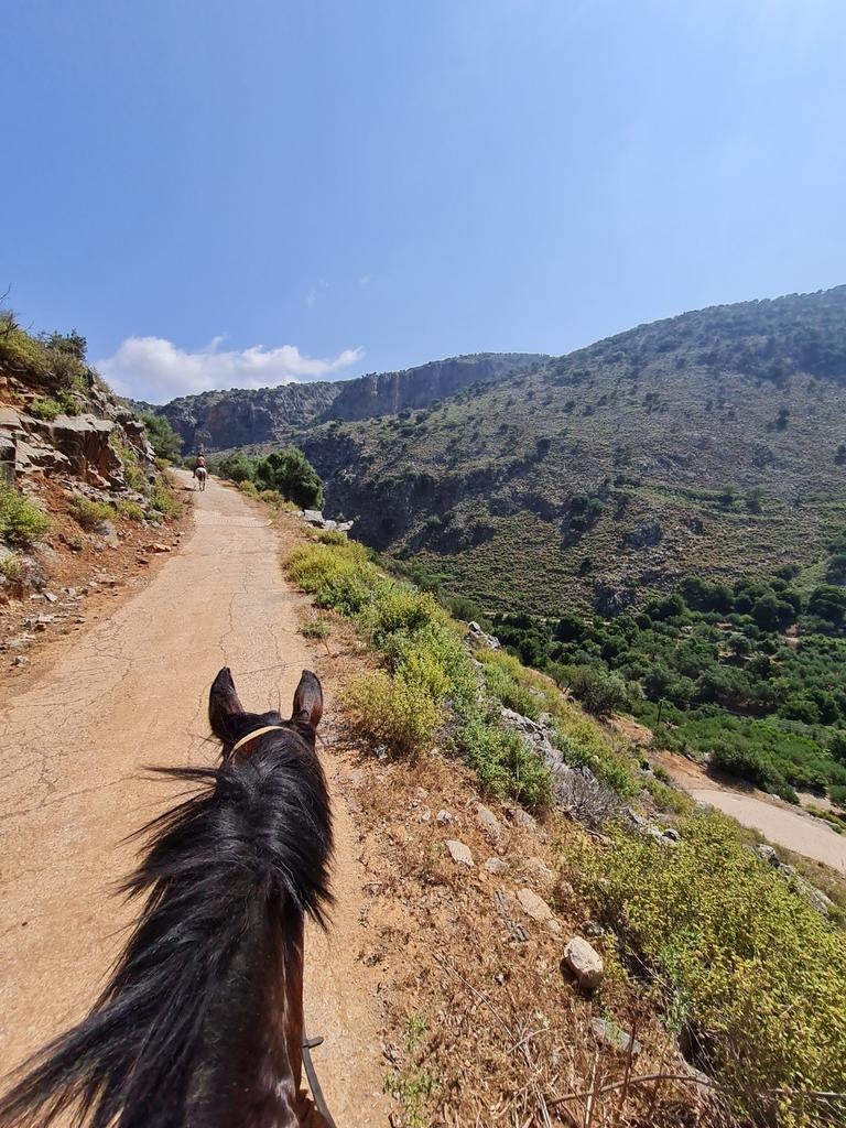 Paard voor buitenritten, Juni, Meerdere dieren